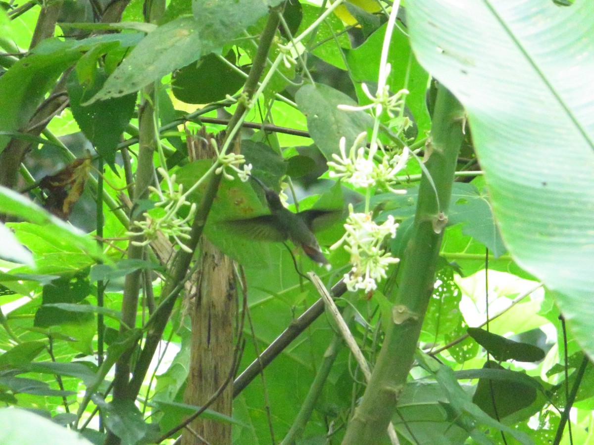 Rufous-breasted Hermit - ML452115631