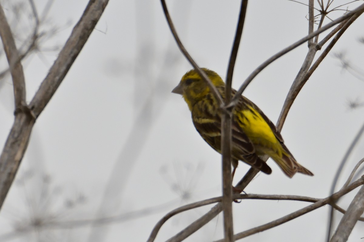 European Serin - ML452116041