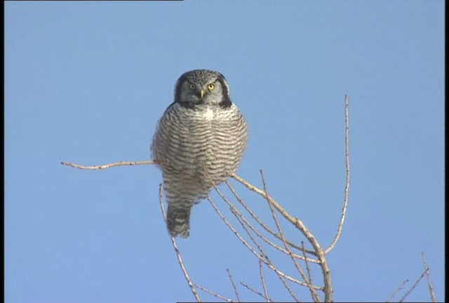 Northern Hawk Owl (American) - ML452117