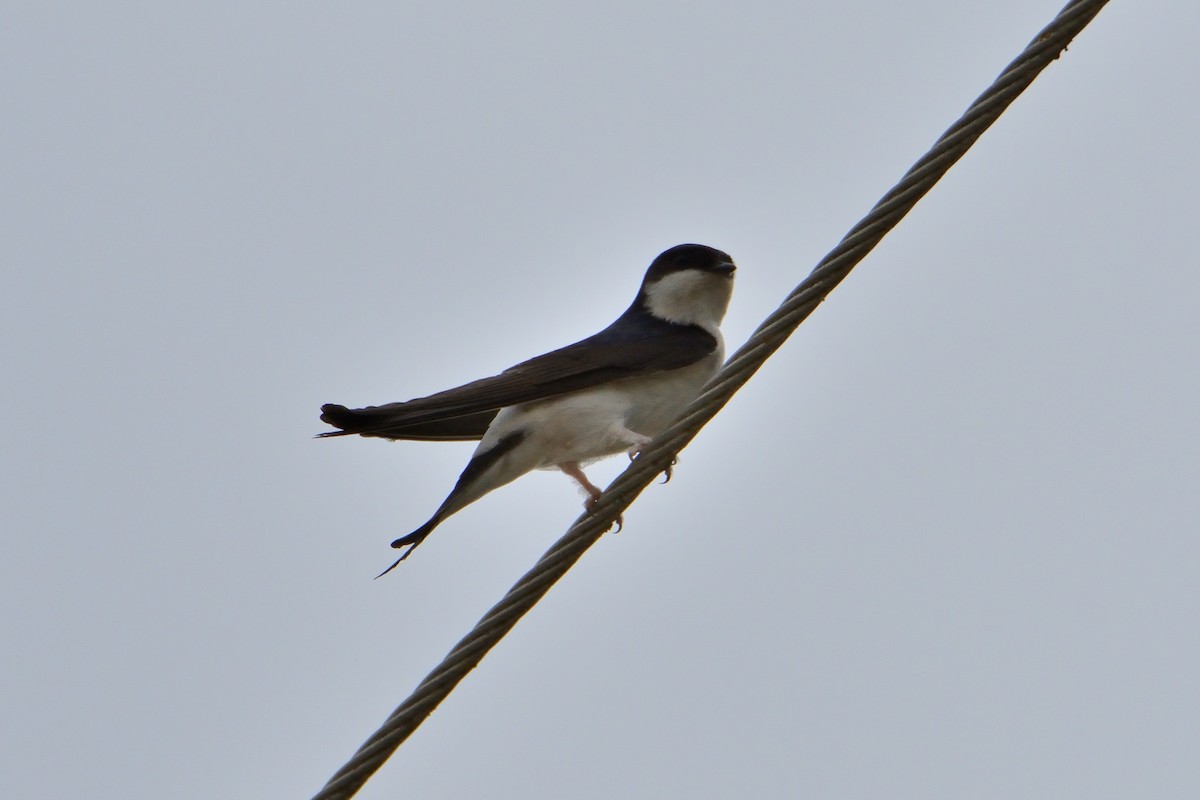 Western House-Martin - Mu Sano