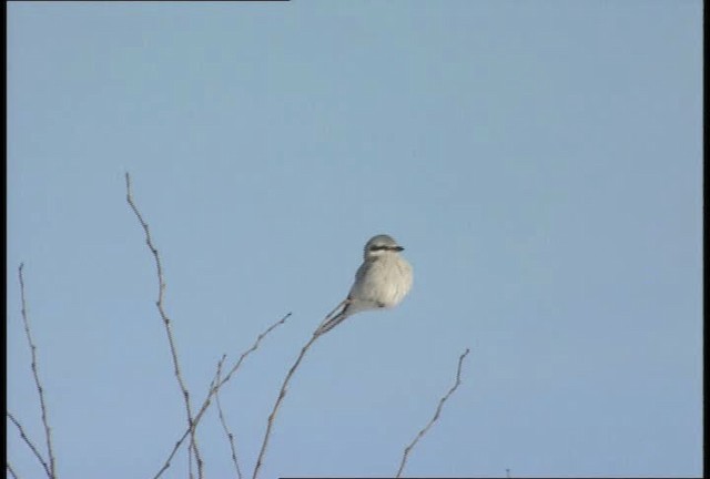 Northern Shrike (American) - ML452119