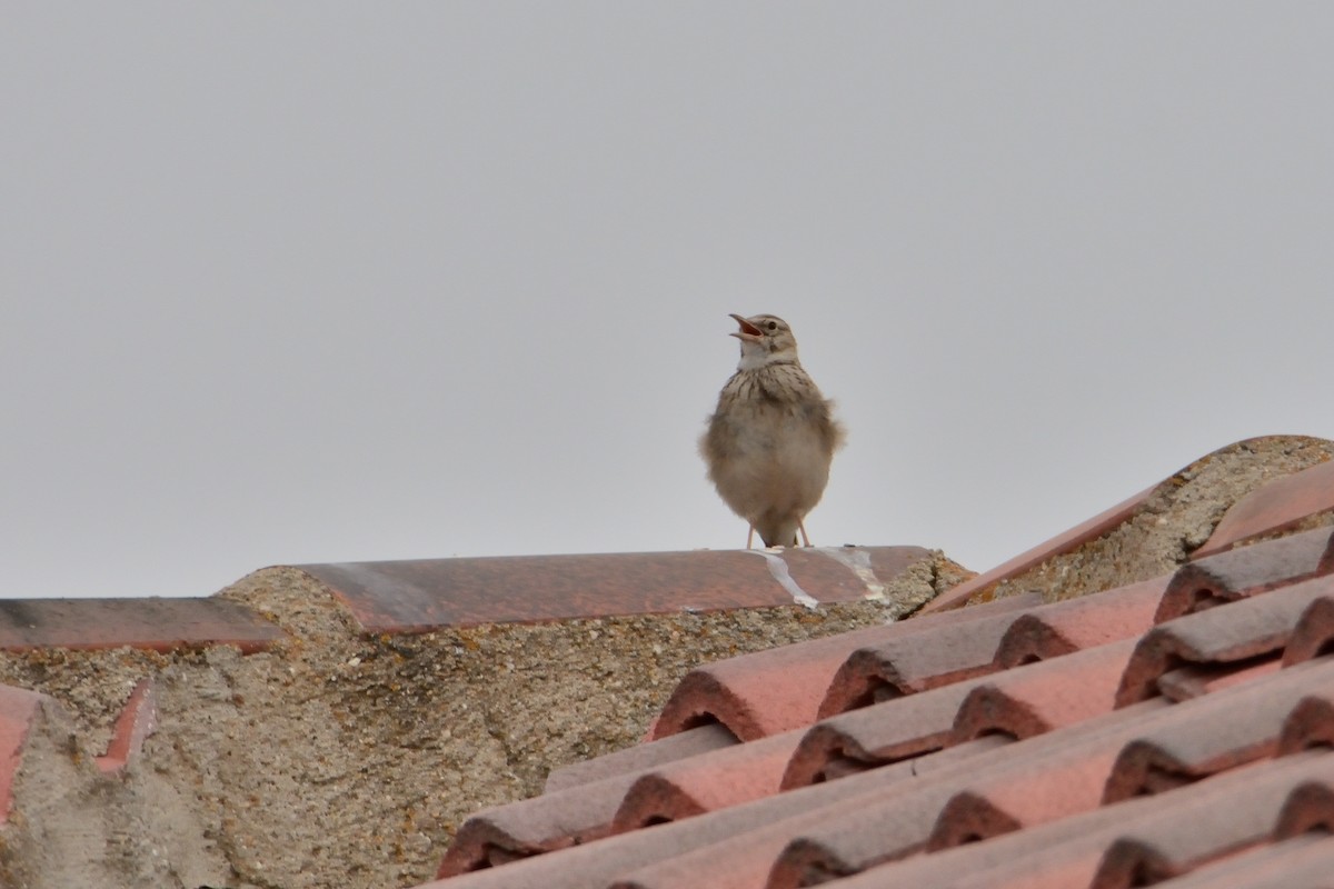 Crested Lark - ML452119271