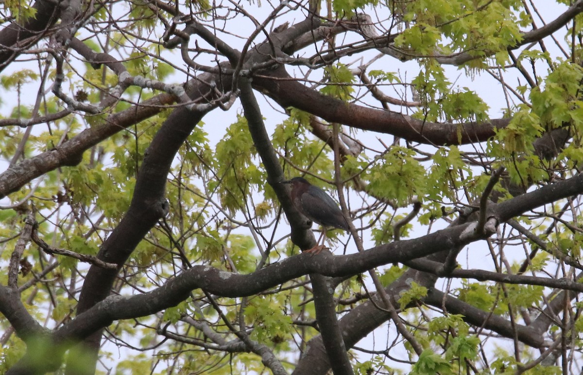 Green Heron - Keith Matthieu