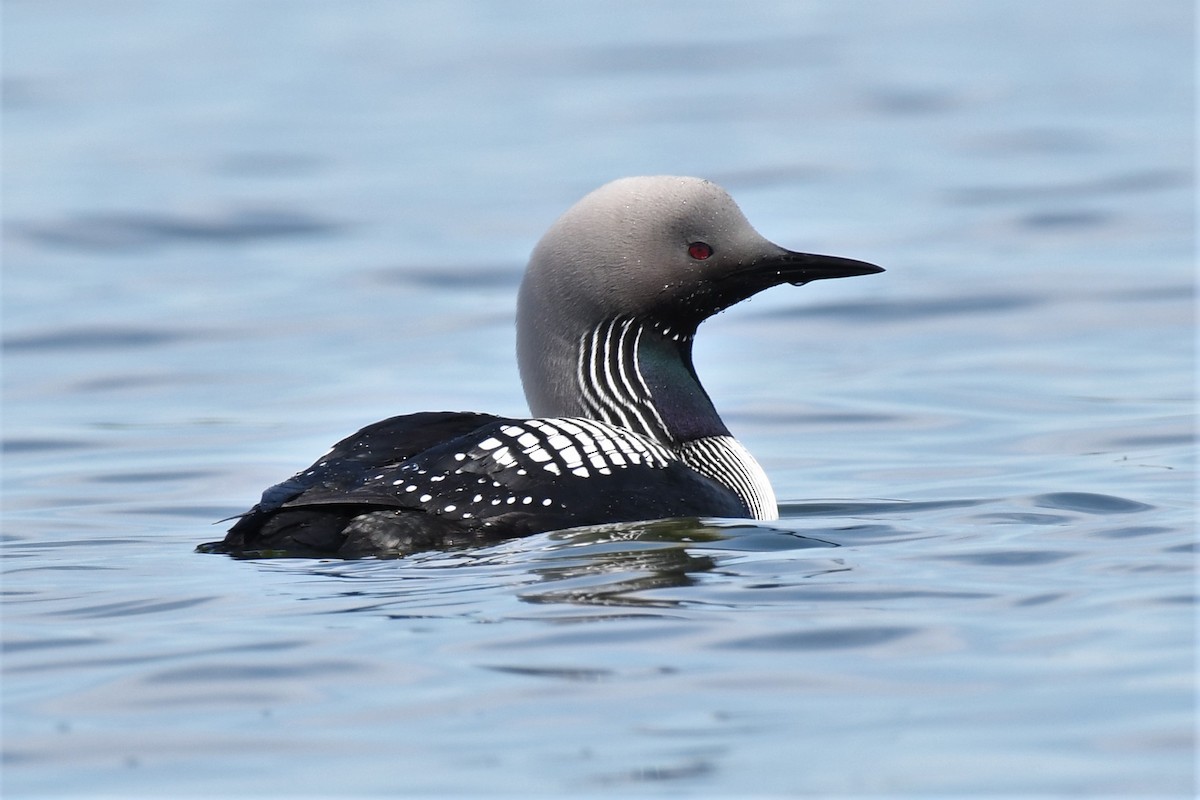 Pacific Loon - ML452119381