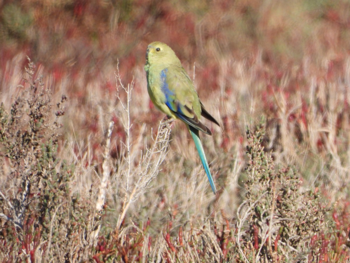 Blue-winged Parrot - ML452120471