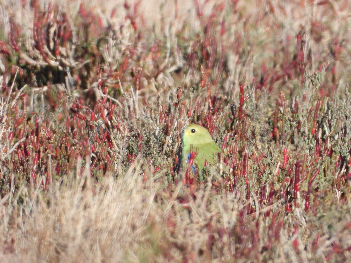 Blue-winged Parrot - troy and karyn zanker