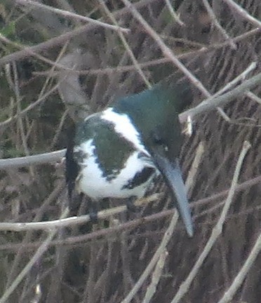 Amazon Kingfisher - ML45212071