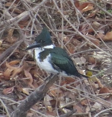 Amazon Kingfisher - ML45212081