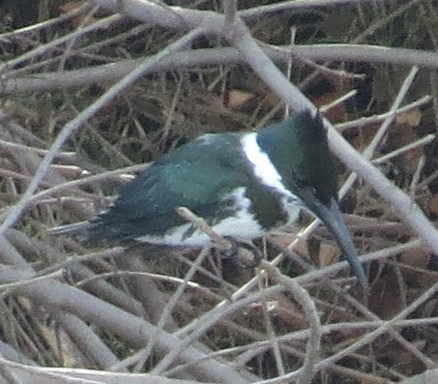 Amazon Kingfisher - ML45212091