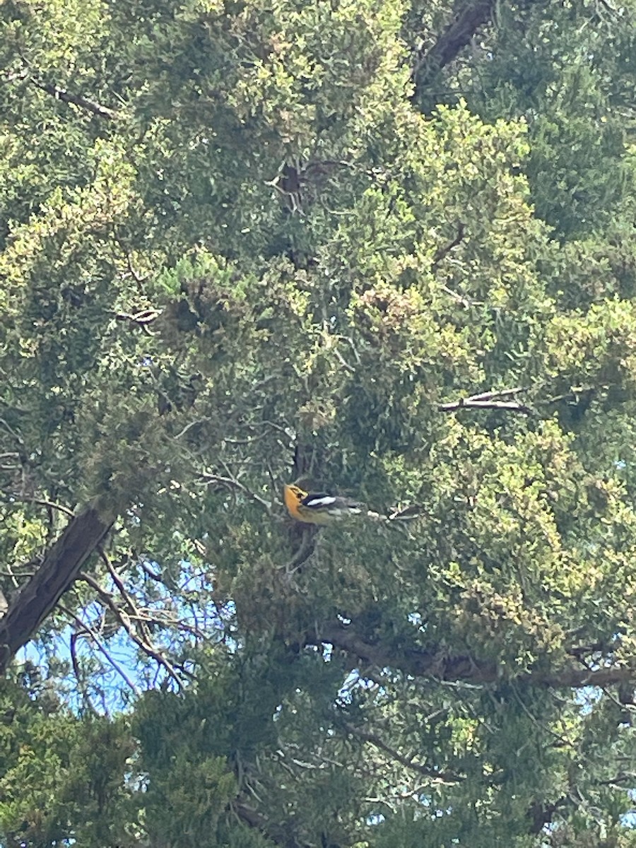 Blackburnian Warbler - ML452121491