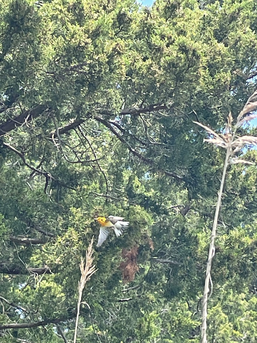 Blackburnian Warbler - ML452121501