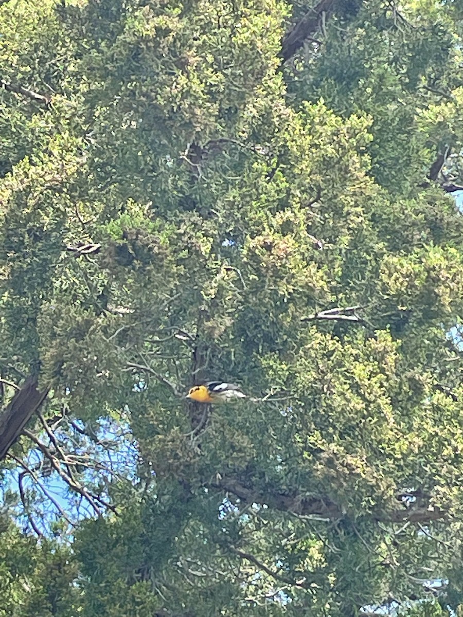 Blackburnian Warbler - ML452121591