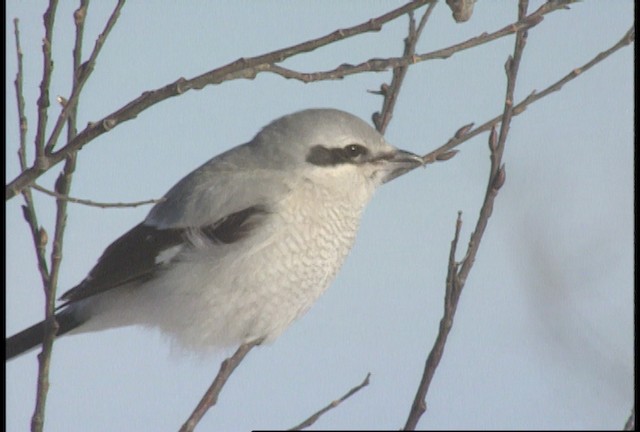 Northern Shrike (American) - ML452122