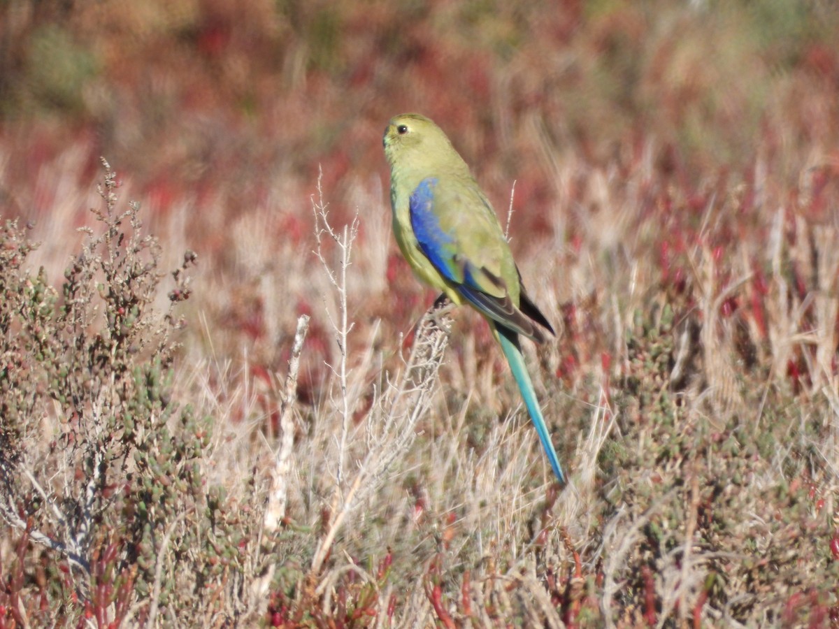 Blue-winged Parrot - ML452122381