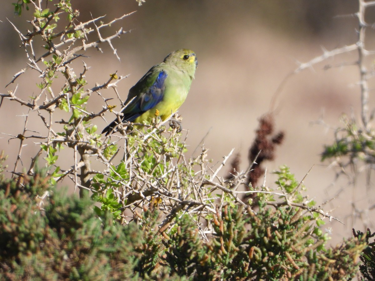 Blue-winged Parrot - ML452122571