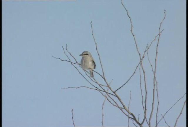 Northern Shrike (American) - ML452123