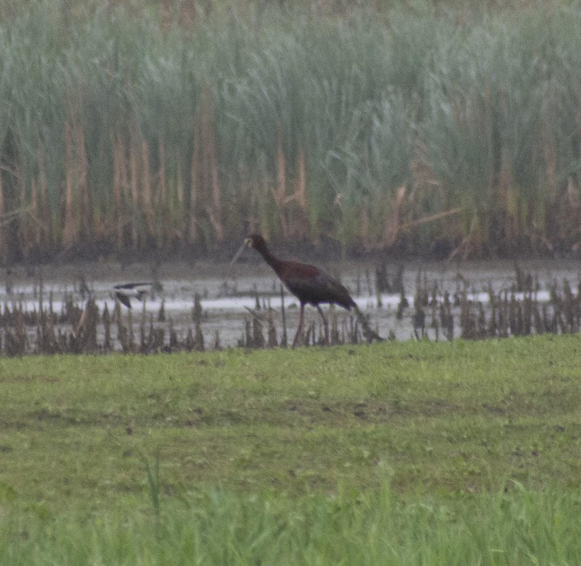White-faced Ibis - ML452123351