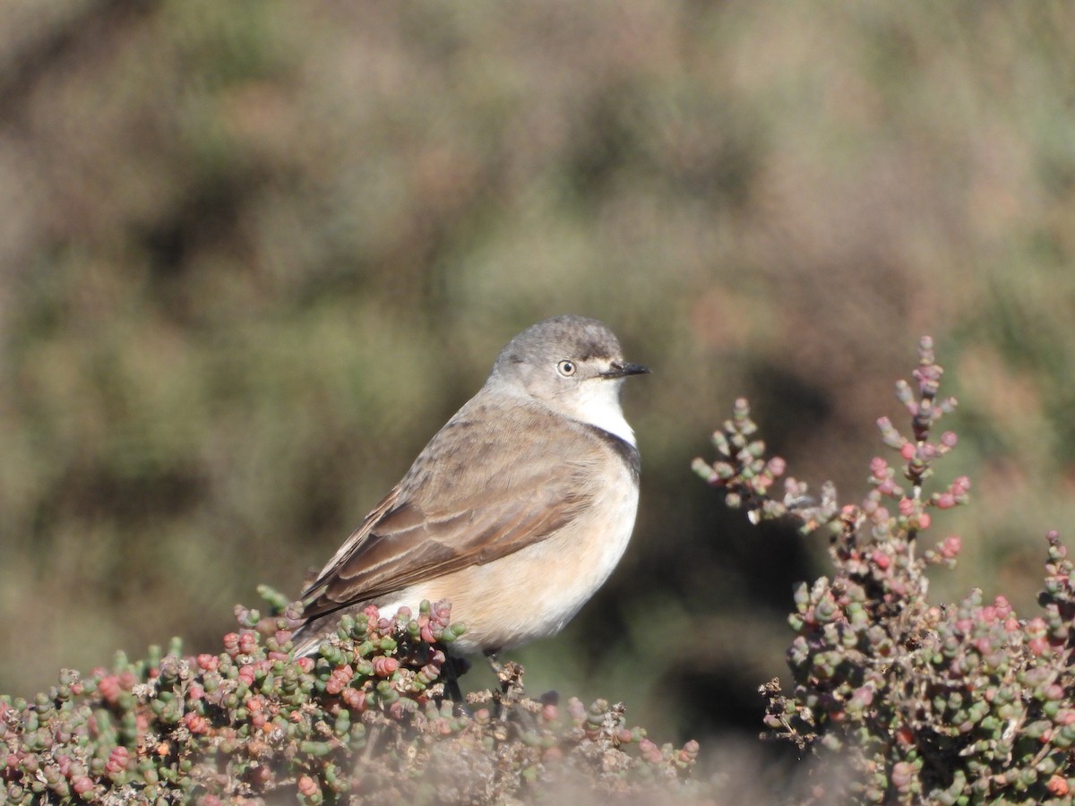 White-fronted Chat - ML452124301