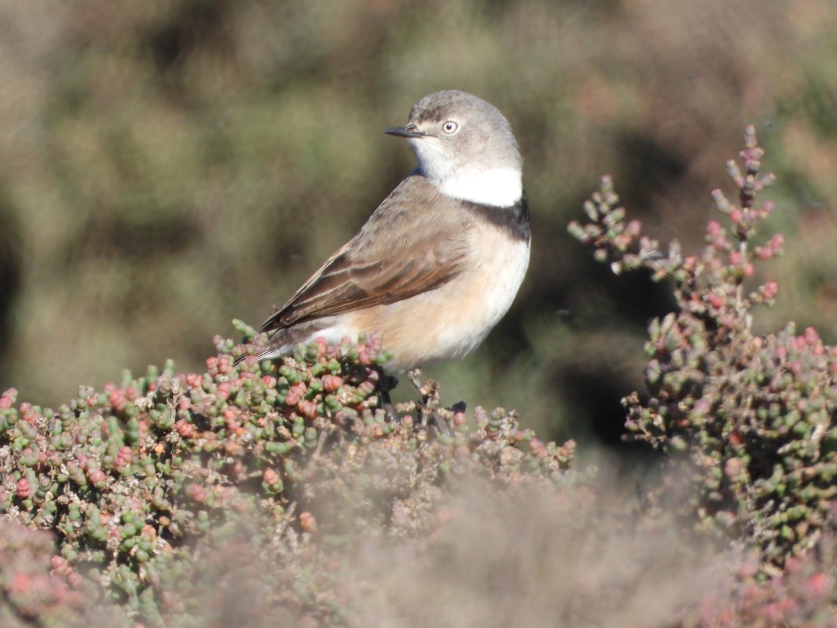 White-fronted Chat - ML452124441