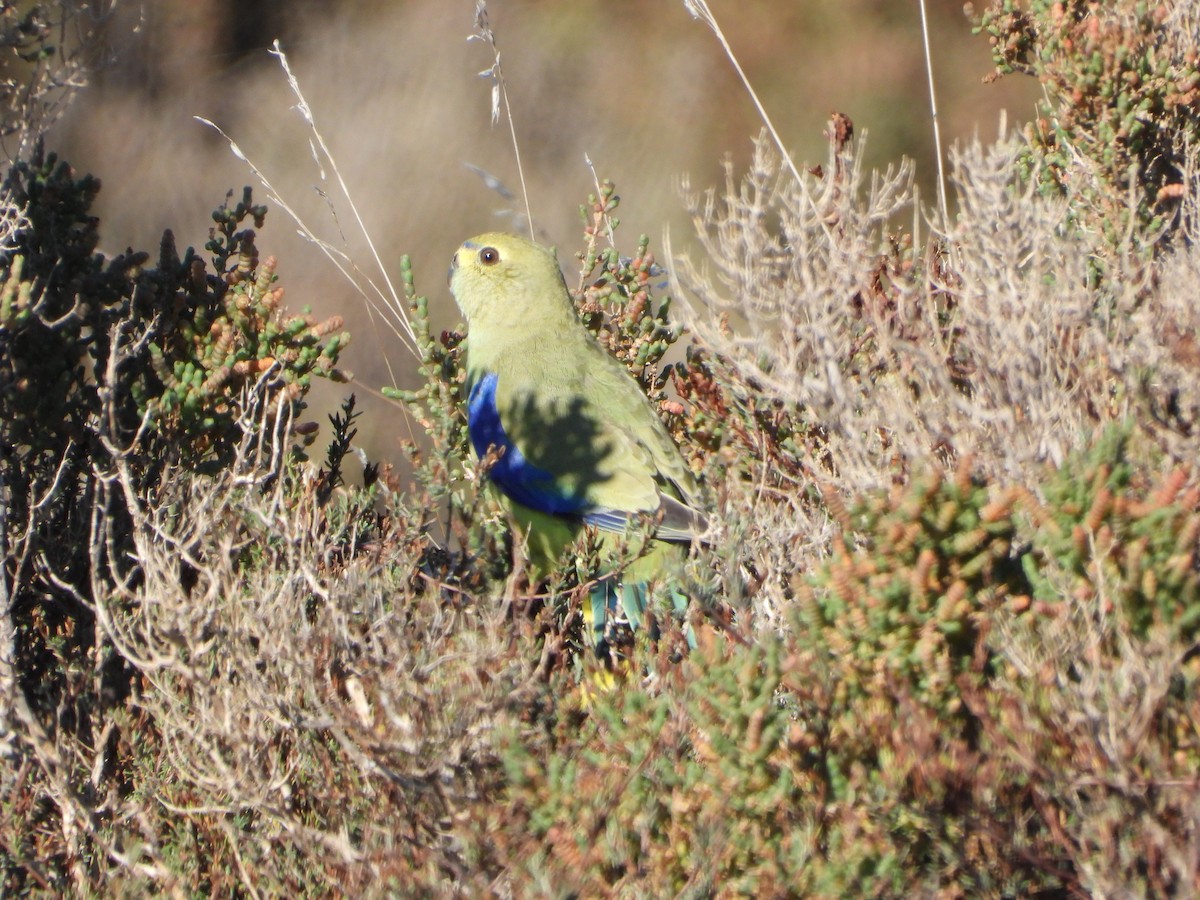 Blue-winged Parrot - ML452124851