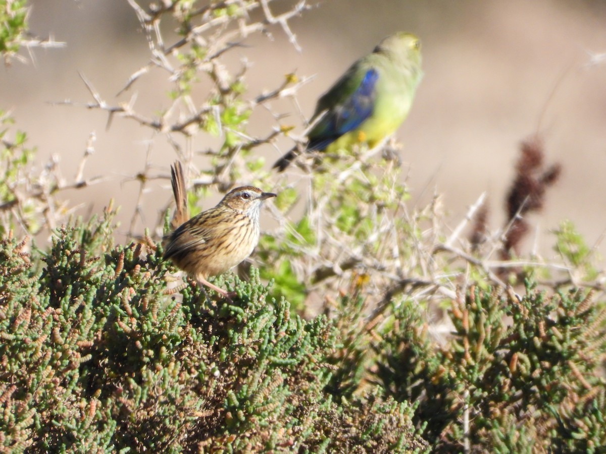 Striated Fieldwren - ML452125231