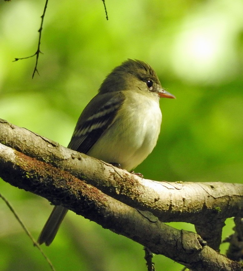 Acadian Flycatcher - Aimee LaBarr