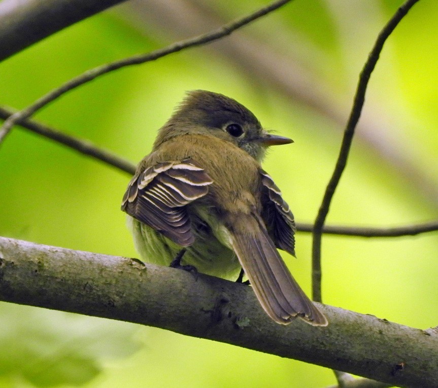 Acadian Flycatcher - ML452125511