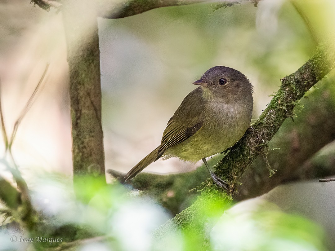 Serra do Mar Tyrant-Manakin - ML452125921