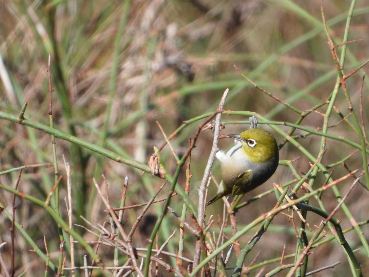 Silvereye - ML452126201