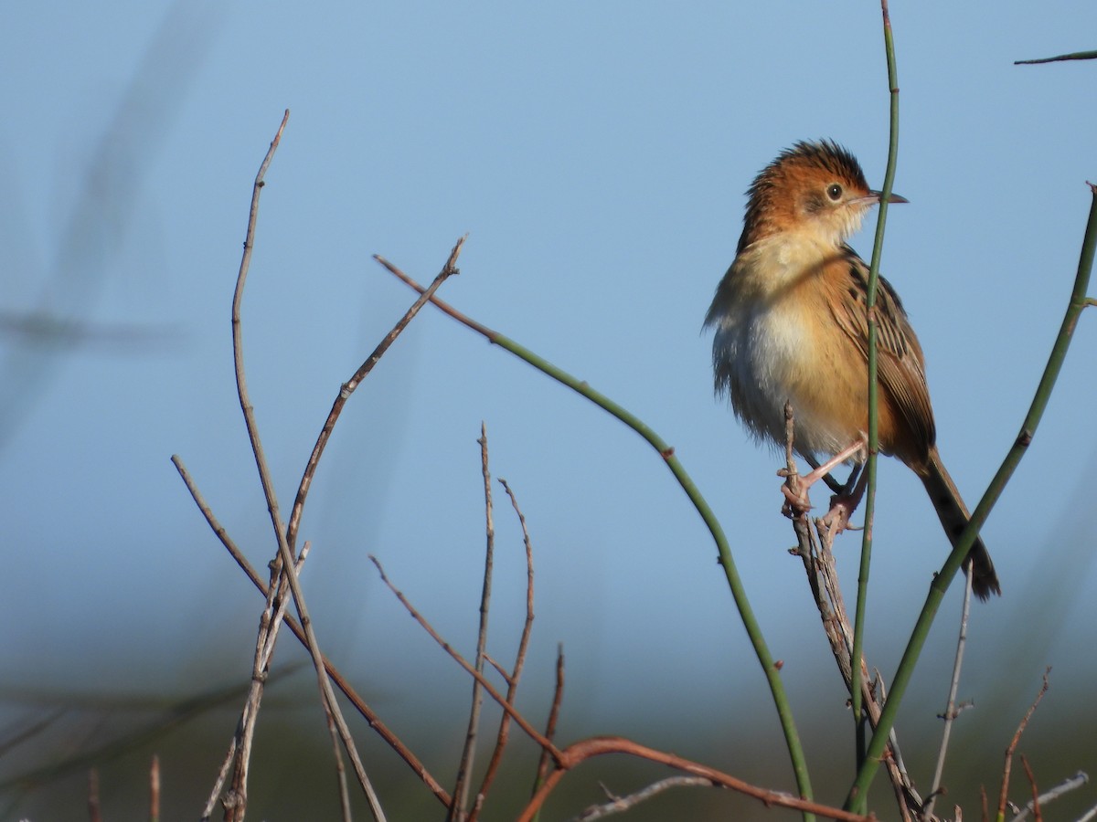 Golden-headed Cisticola - ML452126481