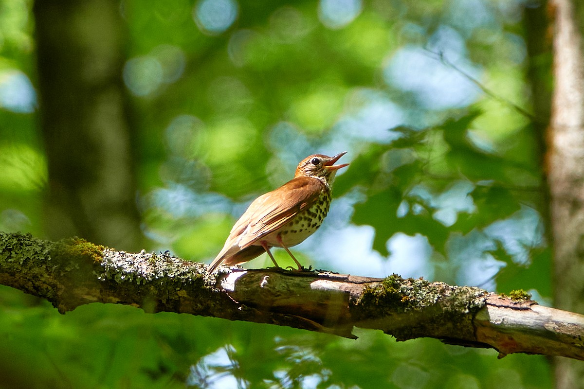 Wood Thrush - Elodie Roze