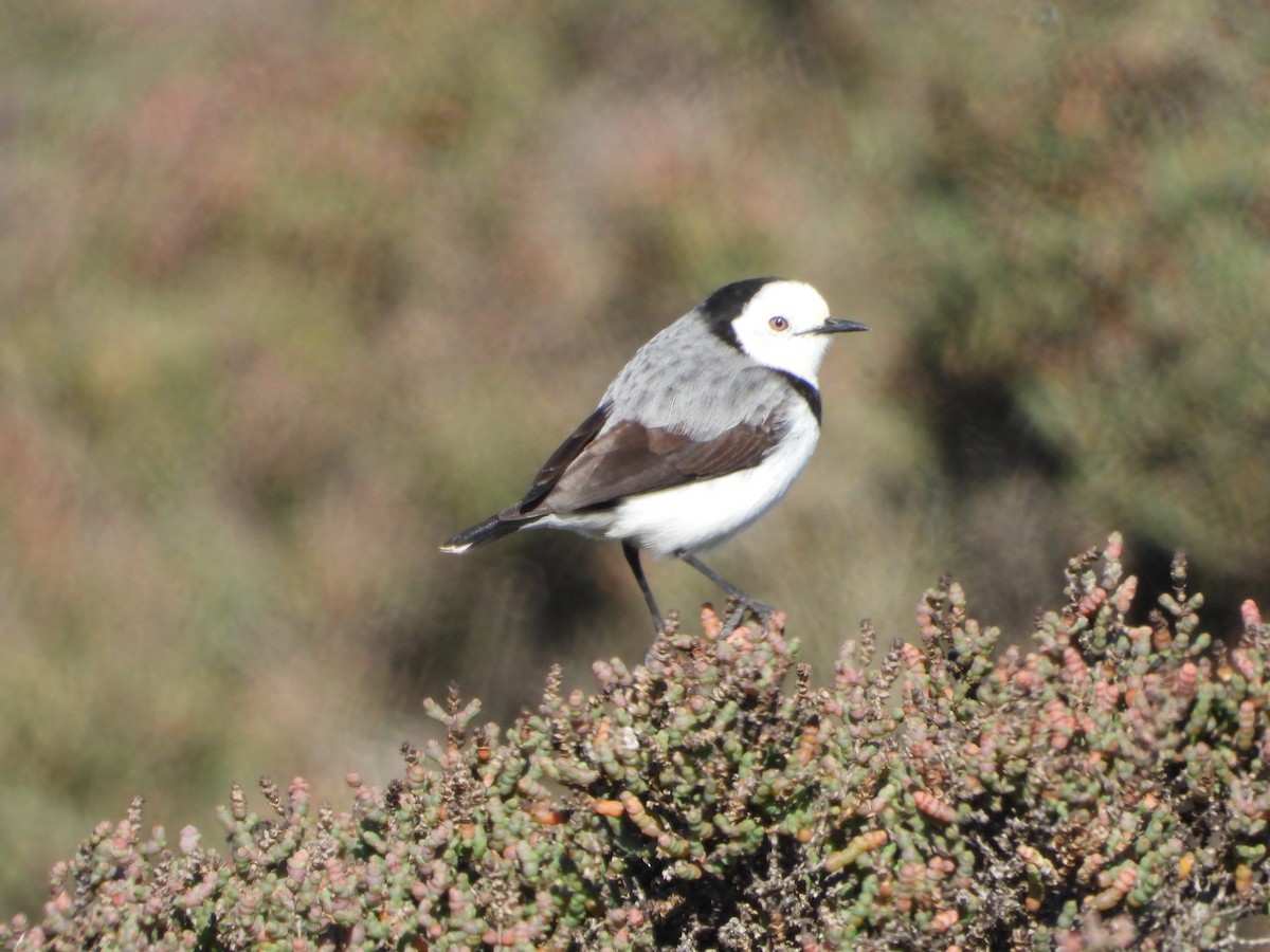 White-fronted Chat - ML452126761