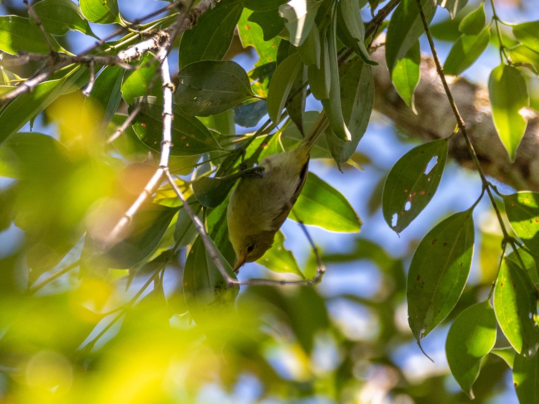 Rufous-headed Tanager - ML452126961