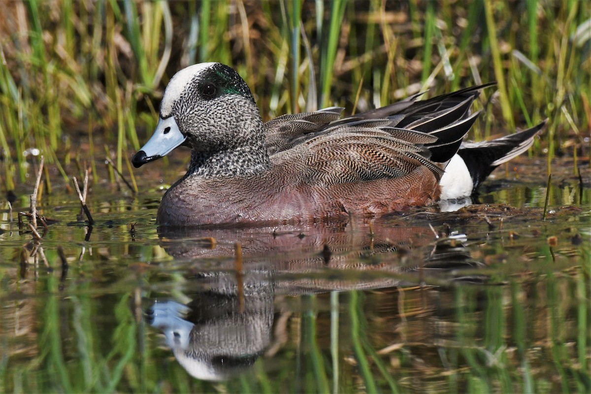 American Wigeon - ML452127091