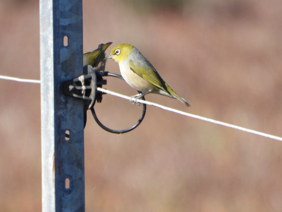 Silvereye - ML452127171