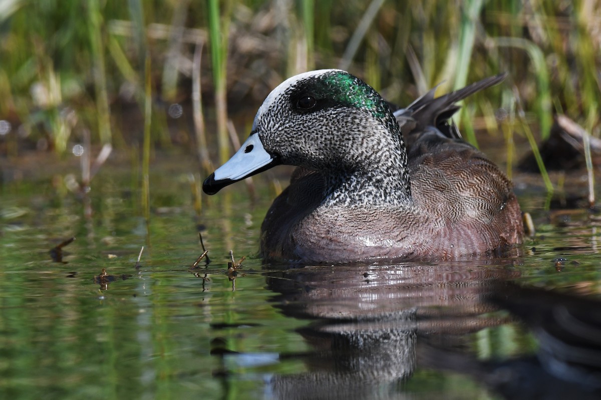 American Wigeon - ML452127341