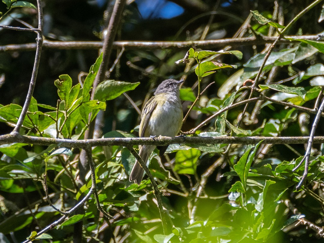 Gray-capped Tyrannulet - Ivan Marques Campos