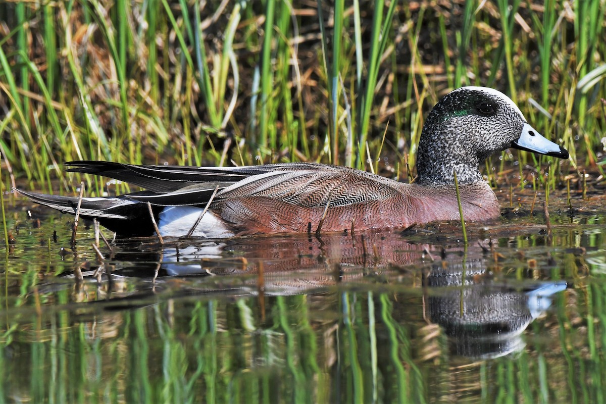 American Wigeon - ML452127481