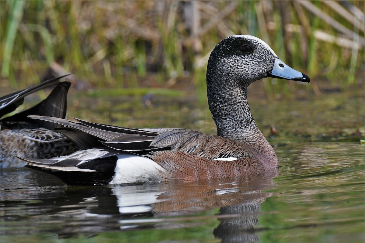 American Wigeon - ML452127611