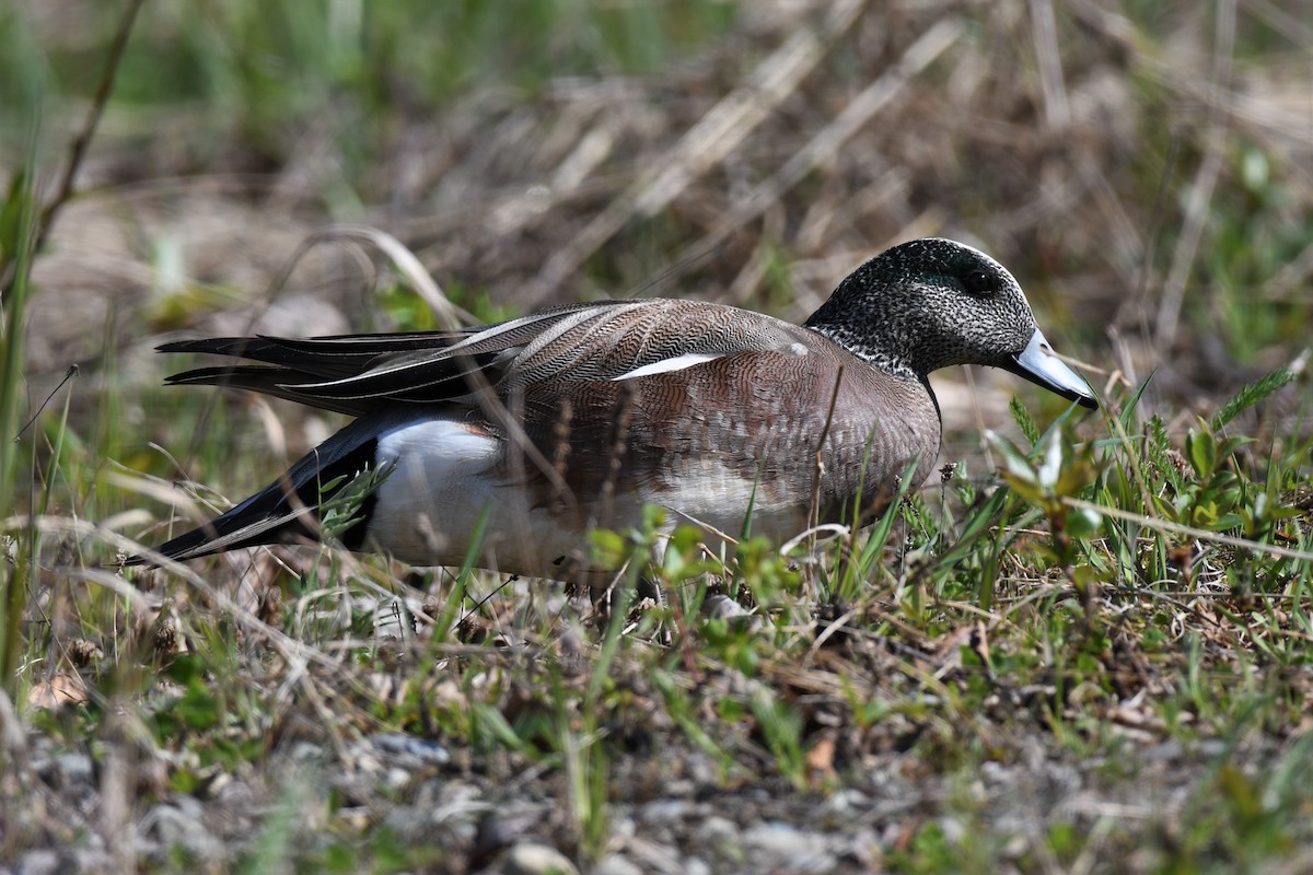 American Wigeon - ML452128261