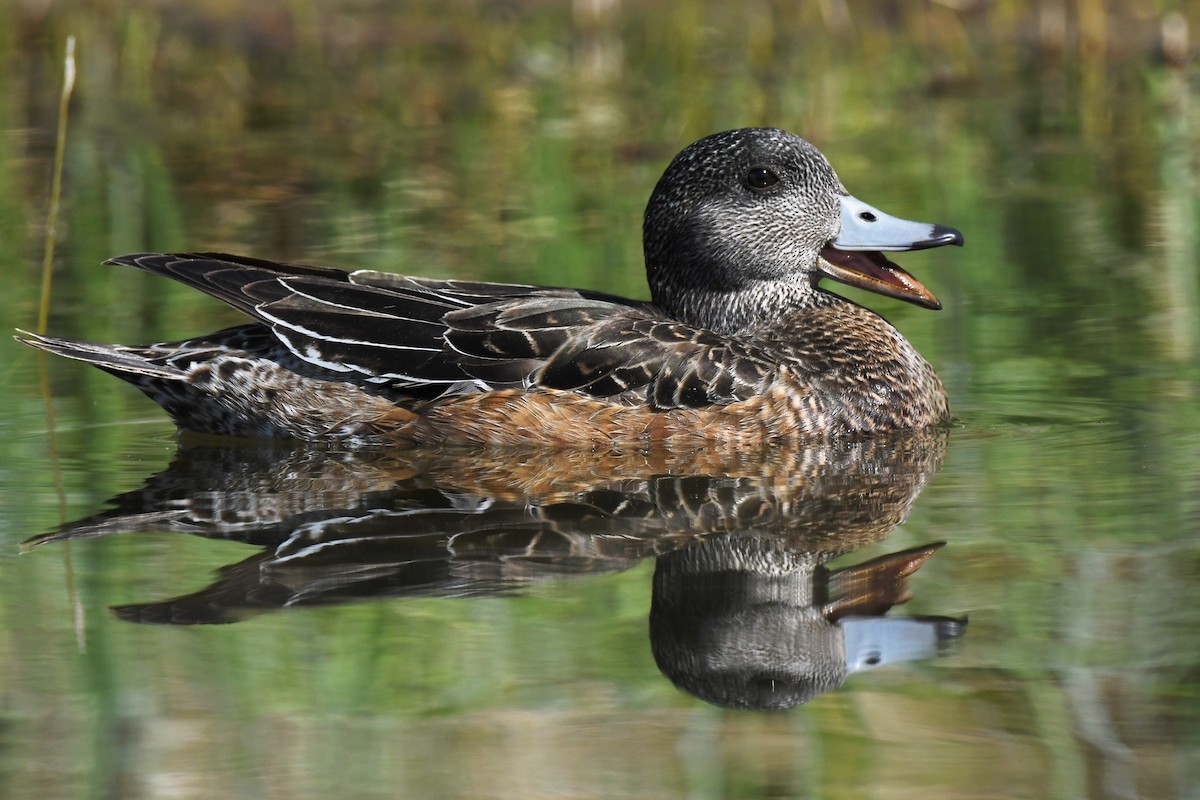 American Wigeon - Timothy Piranian