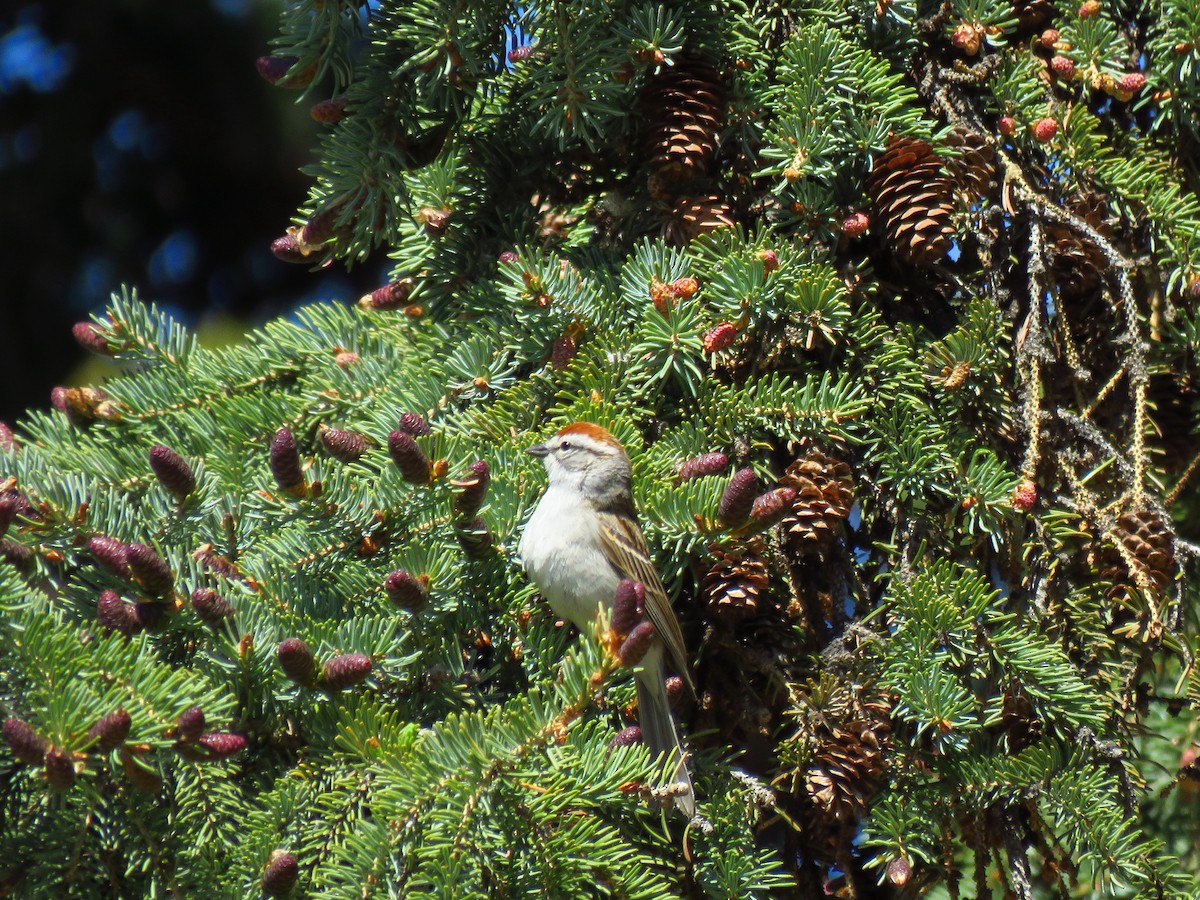 Chipping Sparrow - Ken Orich