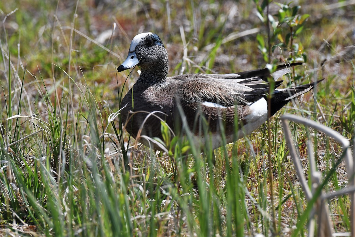 American Wigeon - ML452128731