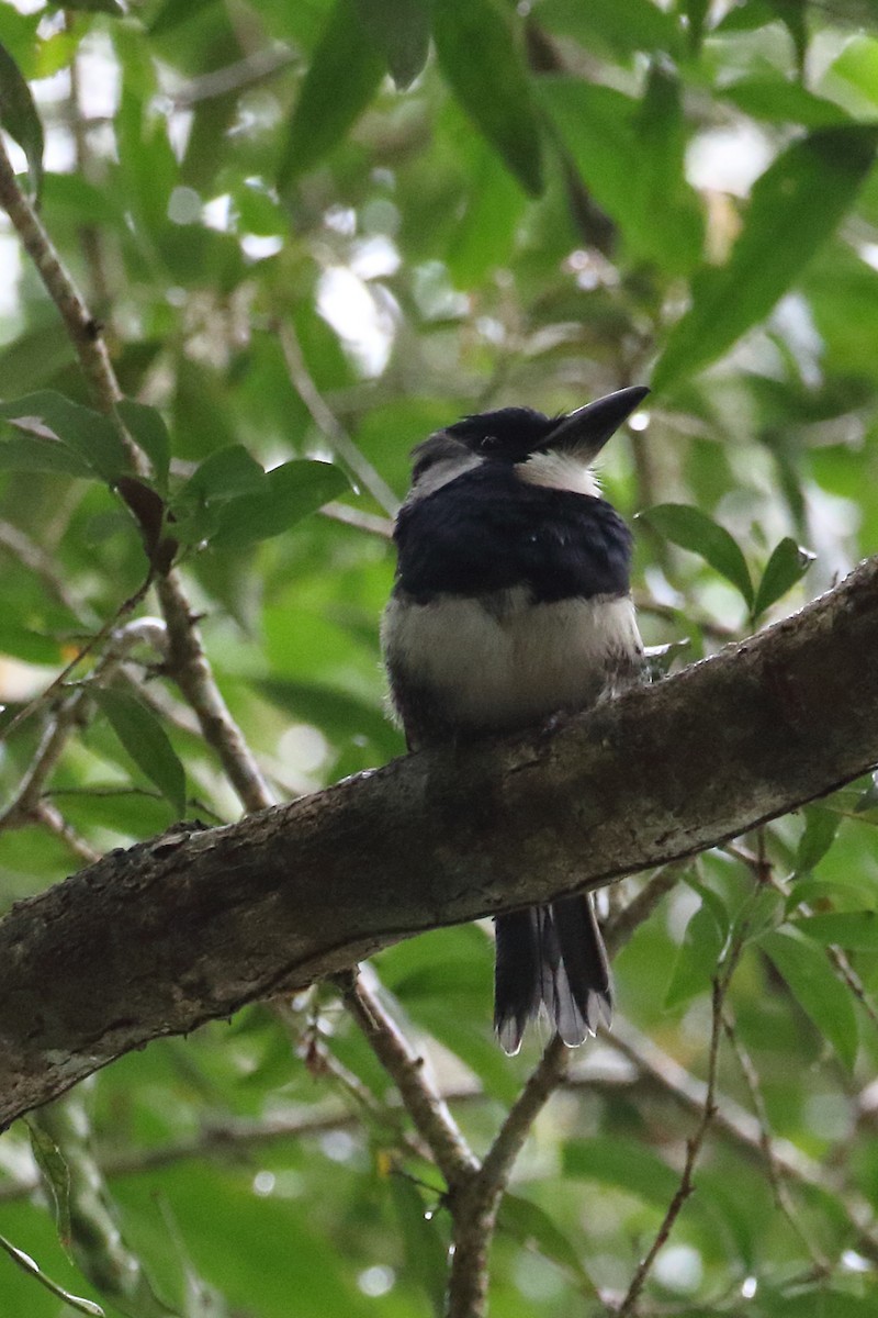 Black-breasted Puffbird - ML452129451