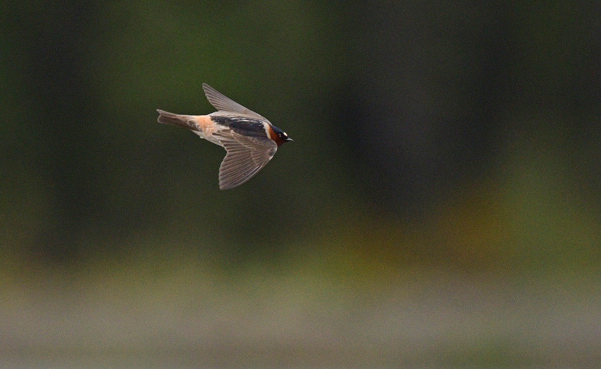 Cliff Swallow - ML452130201