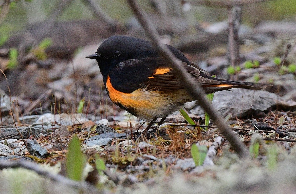 American Redstart - ML452131061