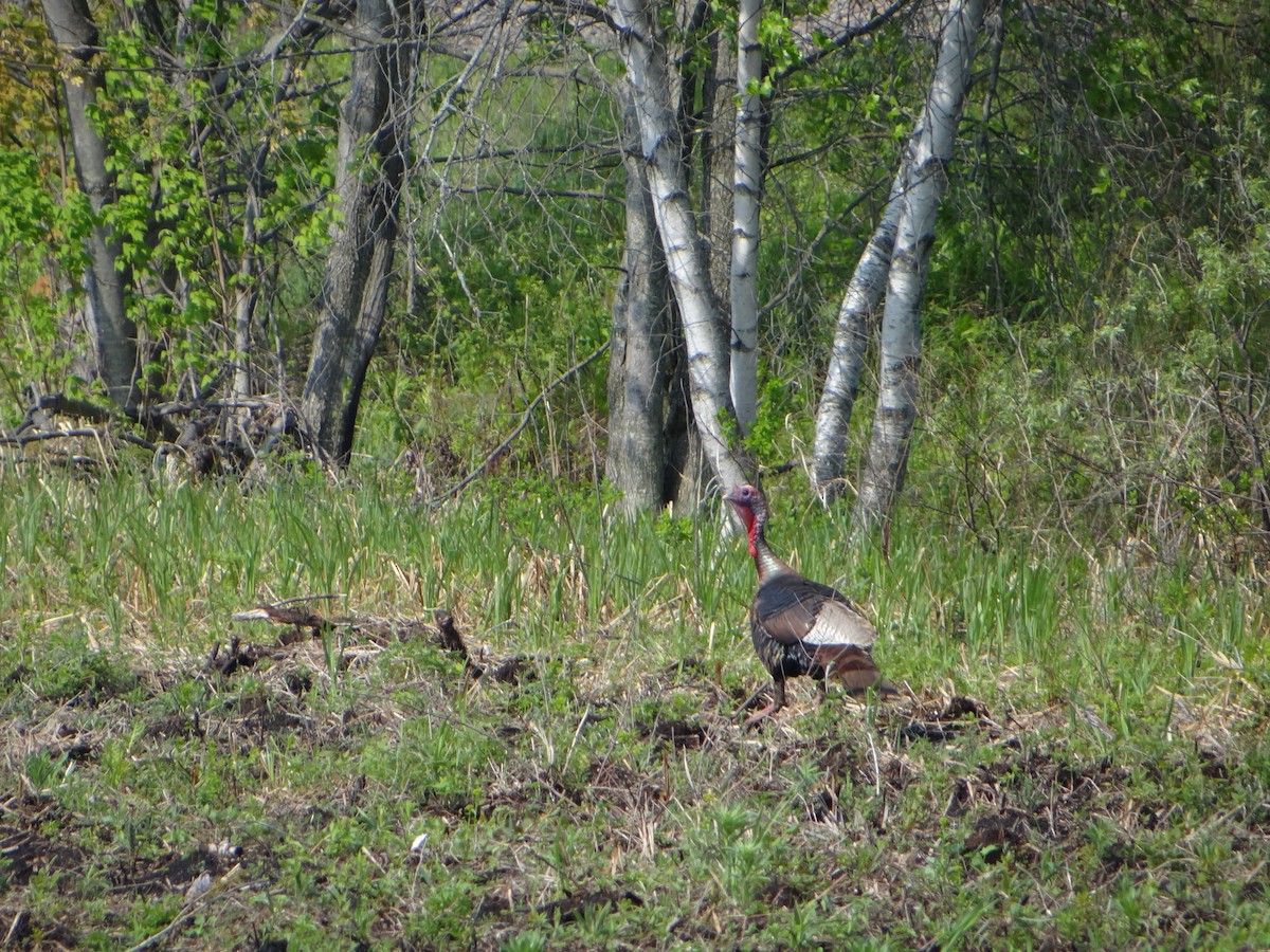 Wild Turkey - Marcel Harnois