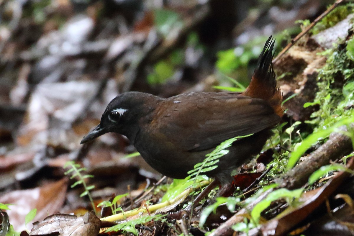 Black-capped Antthrush - Mark Hebblewhite