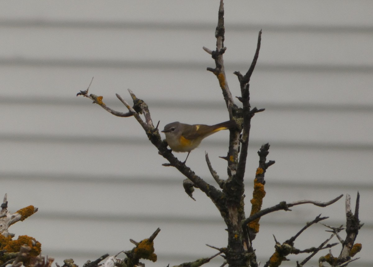 American Redstart - ML452131761