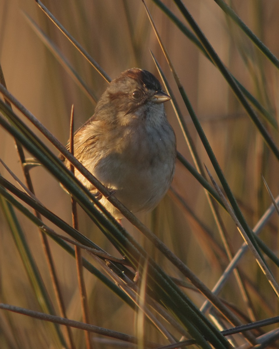 Swamp Sparrow - ML45213361